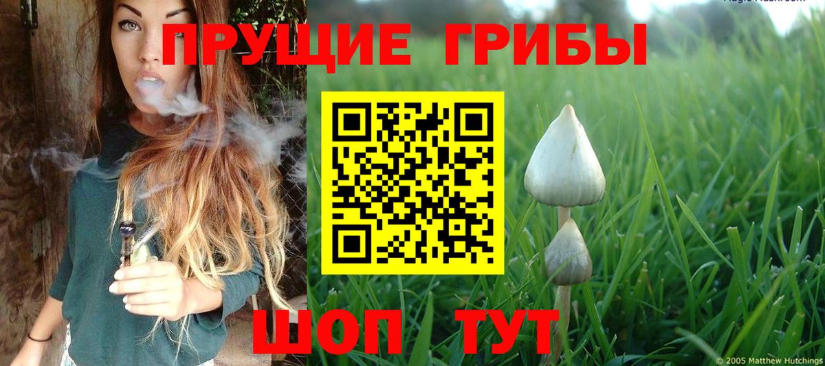 Галлюциногенные грибы GOLDEN TEACHER  Вход с VPN  Новоалександровск 